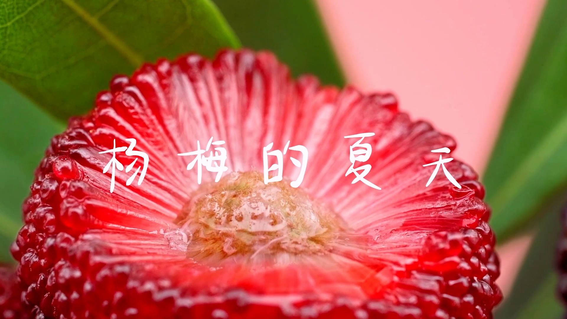 顺丰杨梅