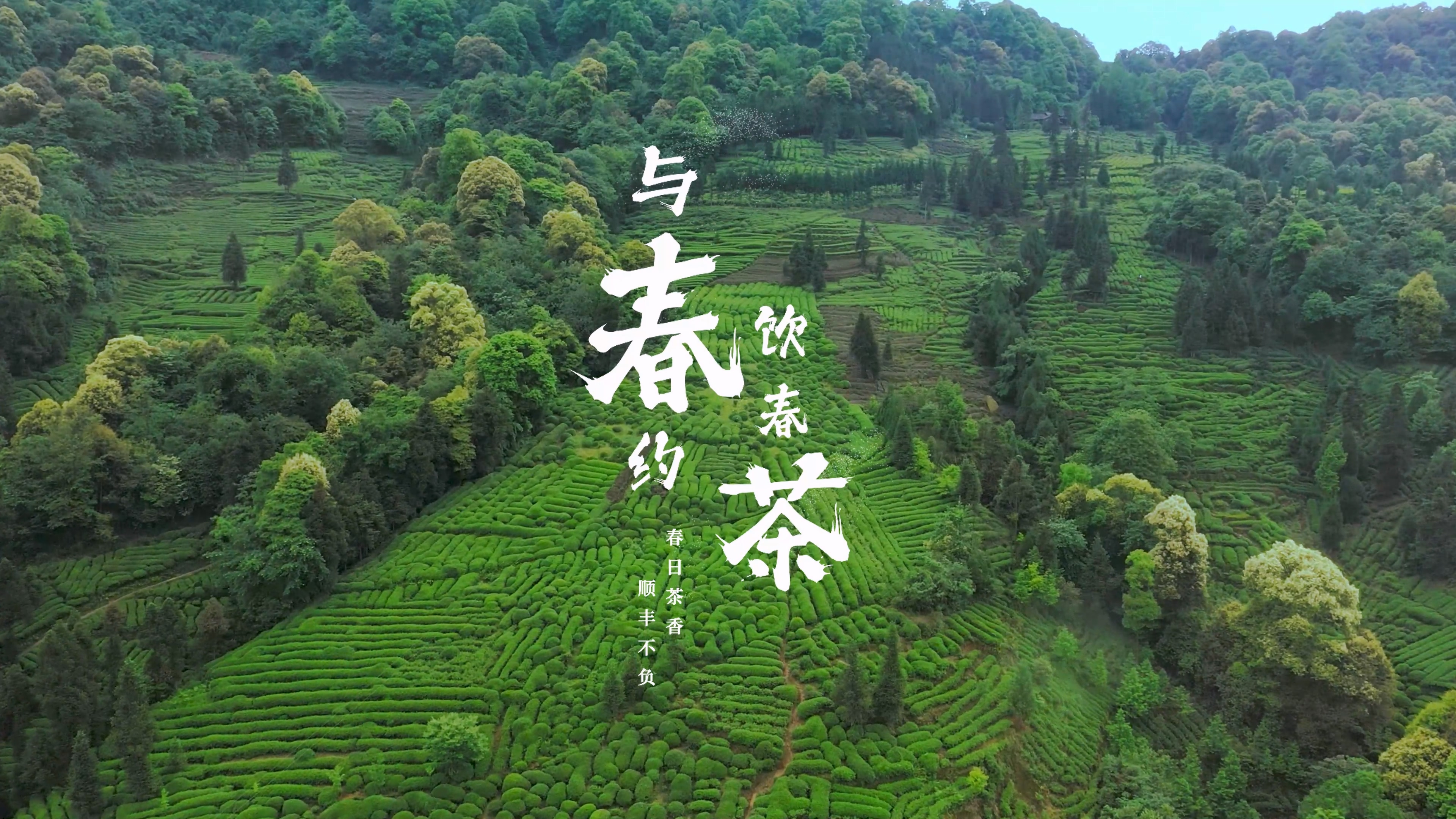 顺丰春茶.mp4