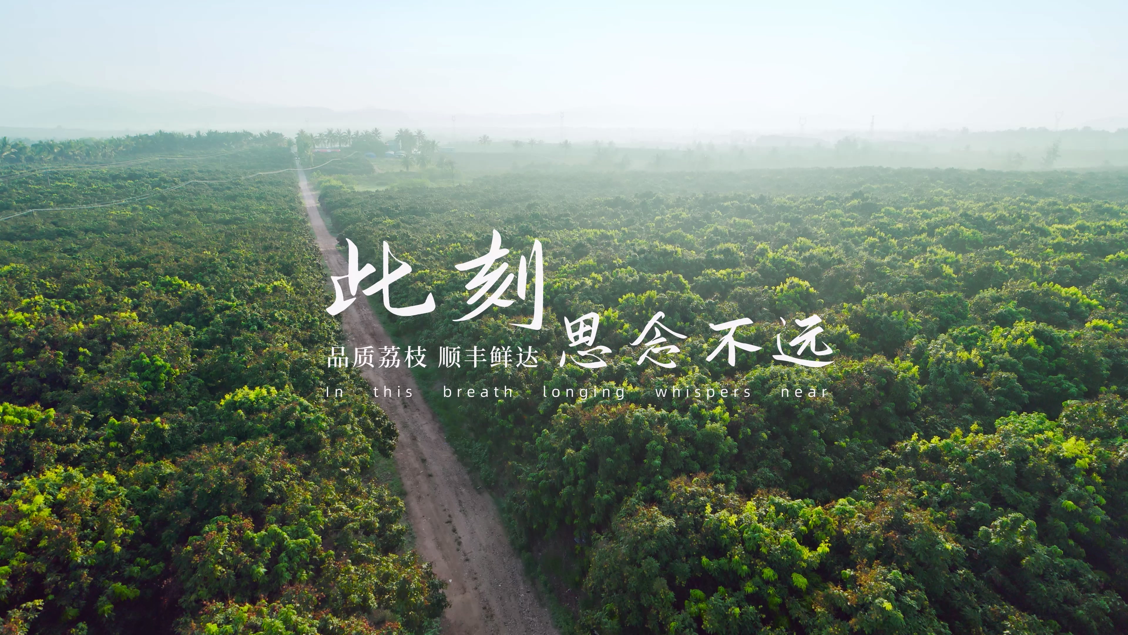 顺丰-荔枝情绪片